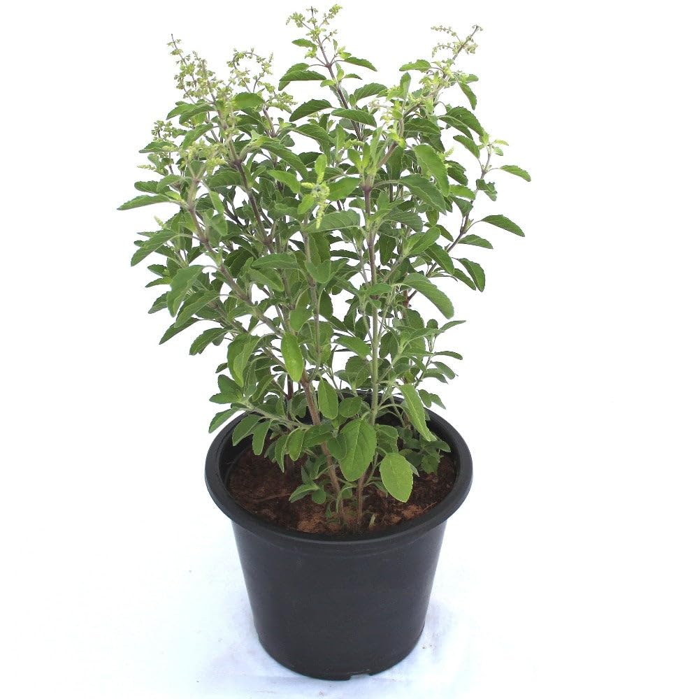 Basil/Tulsi plant
