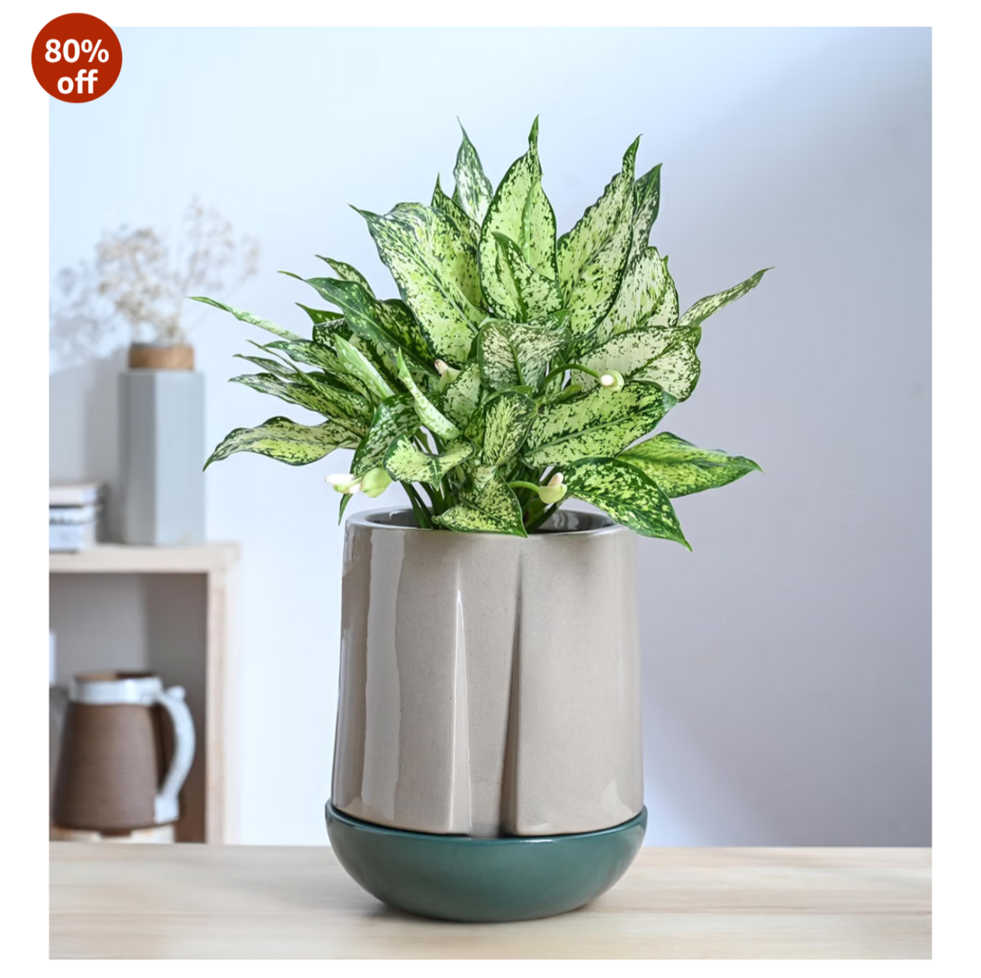 UGAOO Plants, Plant Food & Accessories - Up to 88% OFF