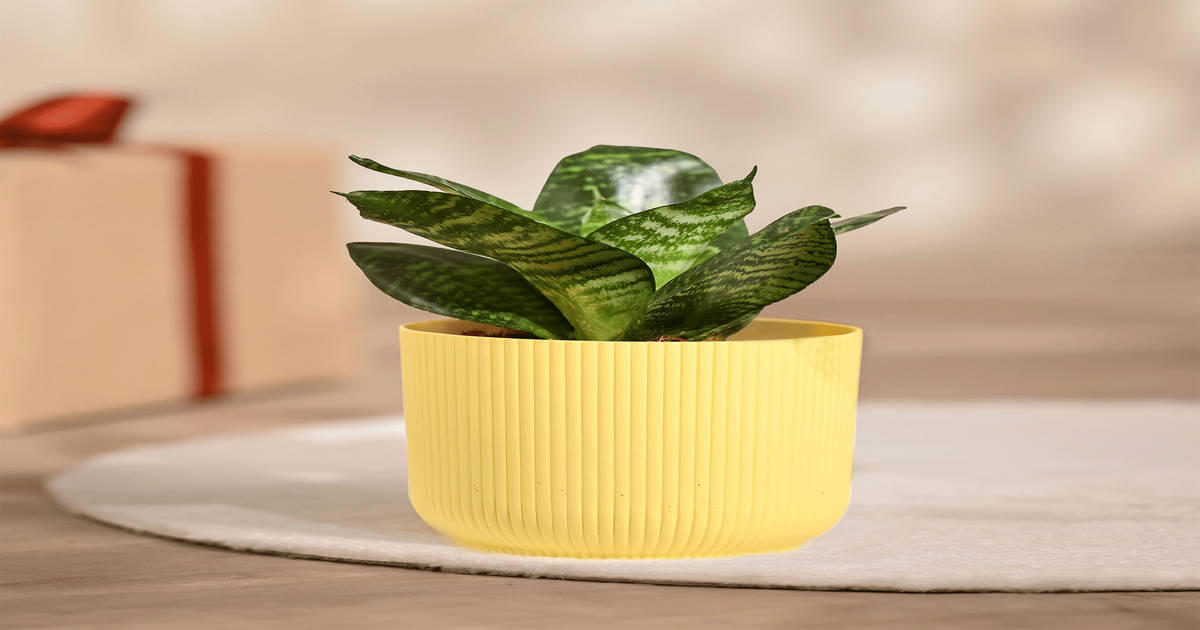 Ugaoo Snake Green Plant with Yellow Ibiza pot @29